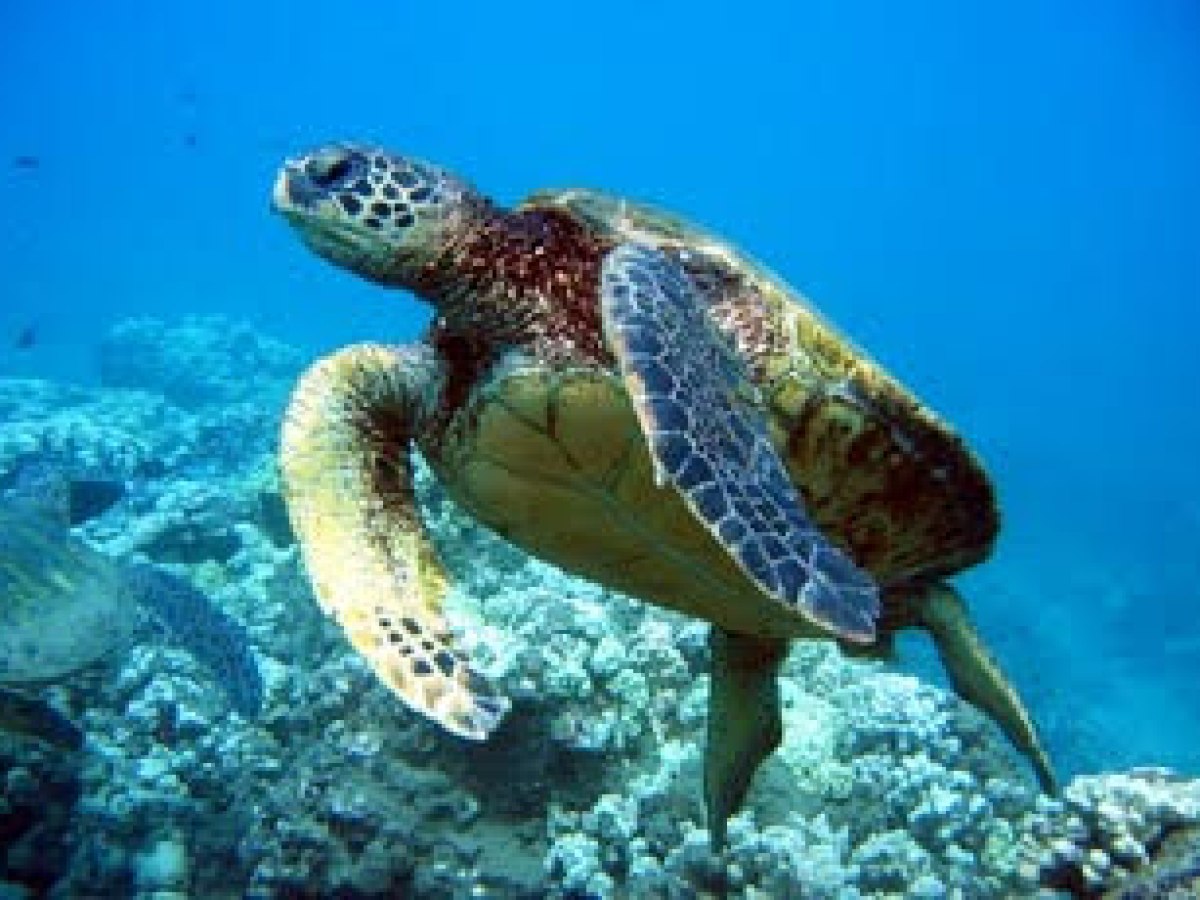 a turtle swimming under water